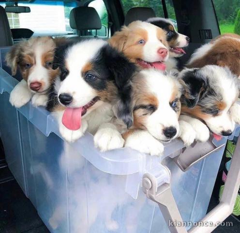 Chiot à donner contre très bon soin 