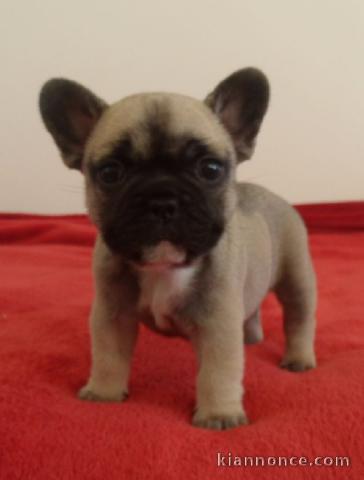 Je donnes chiot bouledogue français femelle