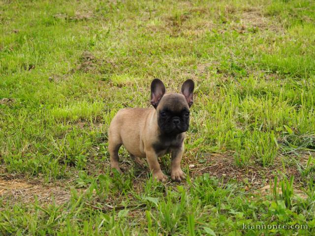 Je donnes chiot bouledogue français femelle