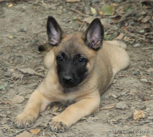 Chiot Berger Belge femelle et mâle âgé de 4 mois