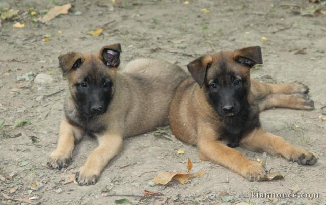 Chiot Berger Belge femelle et mâle âgé de 4 mois