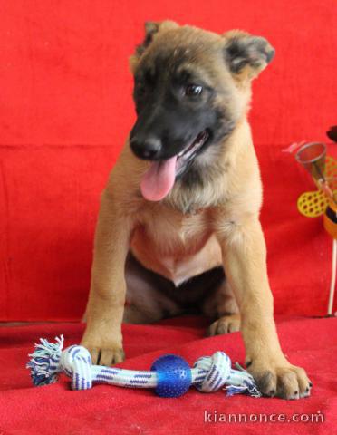 Chiot Berger Belge femelle et mâle âgé de 4 mois