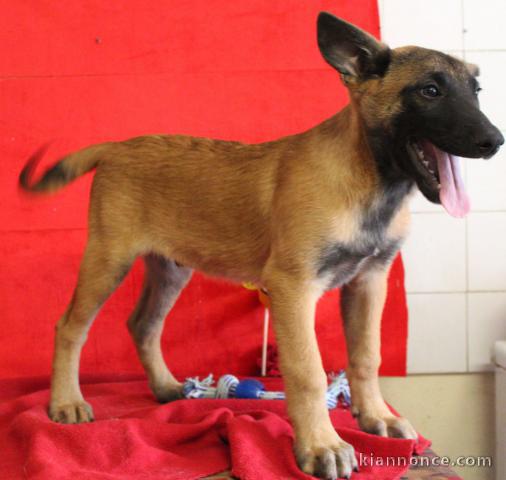 Chiot Berger Belge femelle et mâle âgé de 4 mois