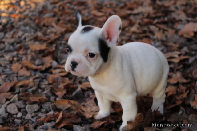 Chiot femelle type bouledogue français à adopter