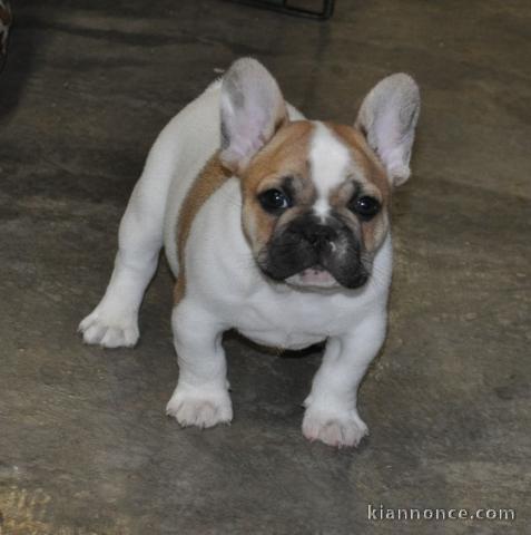 Chiot femelle type bouledogue français à adopter