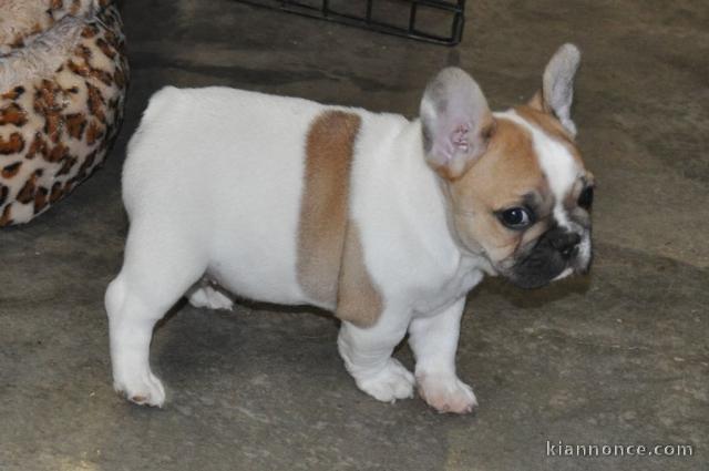 Chiot femelle type bouledogue français à adopter