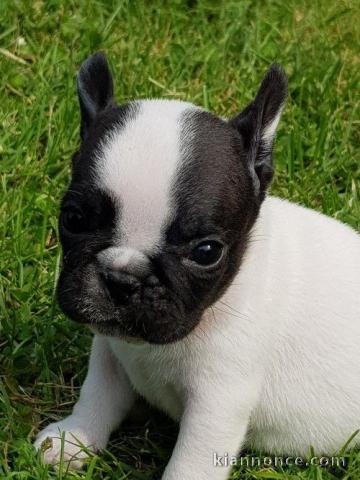 Chiot femelle type bouledogue français à adopter