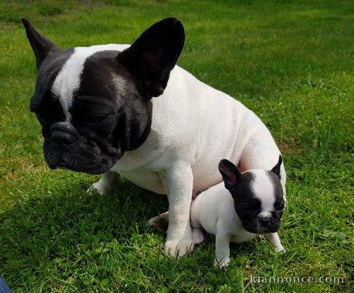 Chiot femelle type bouledogue français à adopter