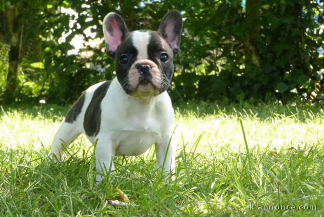 Chiot femelle type bouledogue français à adopter