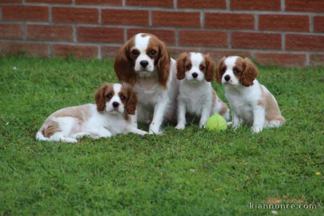 Chiot bouledogues francais inscrit au lof