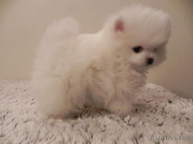 A donner chiot type spitz nain blanche femelle