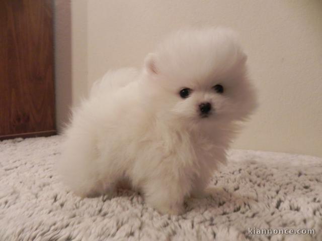 Chiot spitz allemand nain blanche femelle