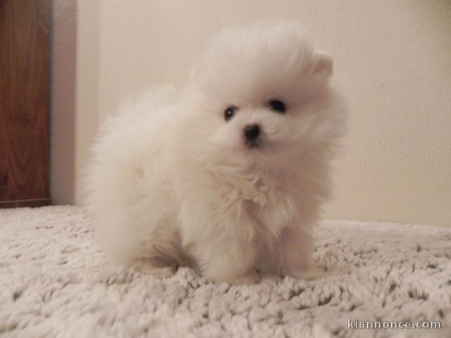 Chiot spitz allemand nain blanche femelle