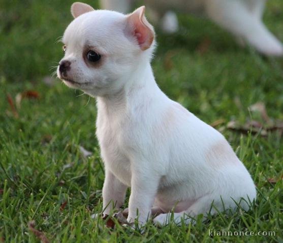 Chiot femelle chihuahua blanc crème à donner