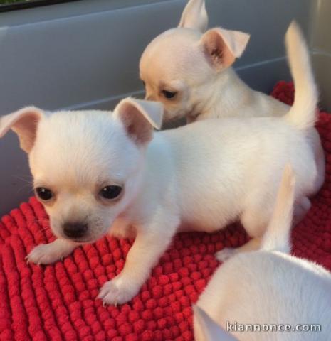 Chiot femelle chihuahua blanc crème à donner