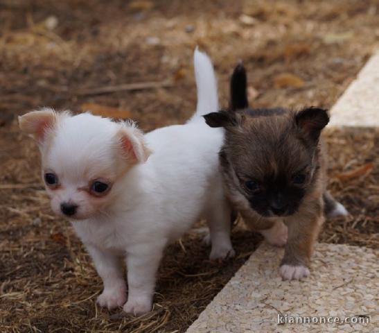 Chiot femelle chihuahua blanc crème à donner