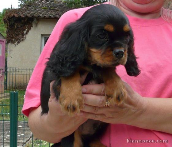 A donné magnifique chiot cavalier king charles