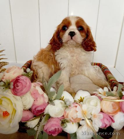 Chiot cavalier King charles spaniel mâle