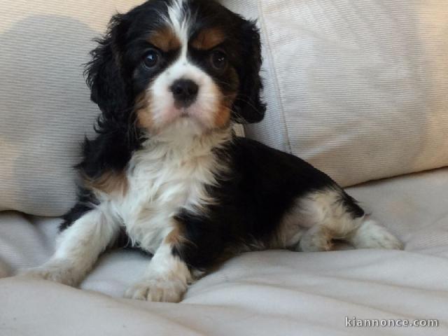 Chiot cavalier King charles spaniel mâle