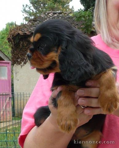 Chiot cavalier King charles spaniel mâle