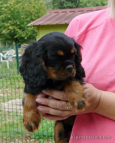 Chiot cavalier King charles spaniel mâle