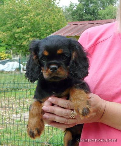 Chiot cavalier King charles spaniel mâle