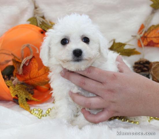 Chiot Bichon frisé femelle et mâle à donner