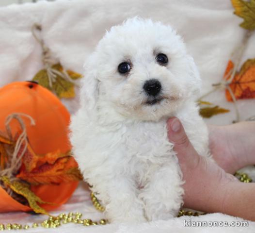 Chiot Bichon frisé femelle et mâle à donner