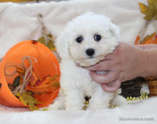 Chiot Bichon frisé femelle et mâle à donner