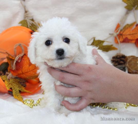 Chiot Bichon frisé femelle et mâle à donner