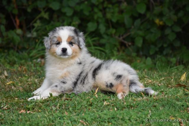 A donnez chiot berger australien femelle bleu merlé