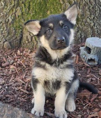 Magnifique chiot type berger femelle et mâle