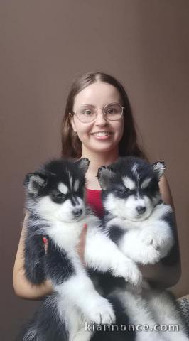 Magnifique 2femelles et male Husky Sibérie