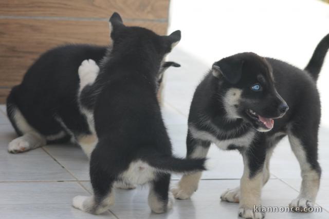 Disponible de suite à l’adoption chiots husky