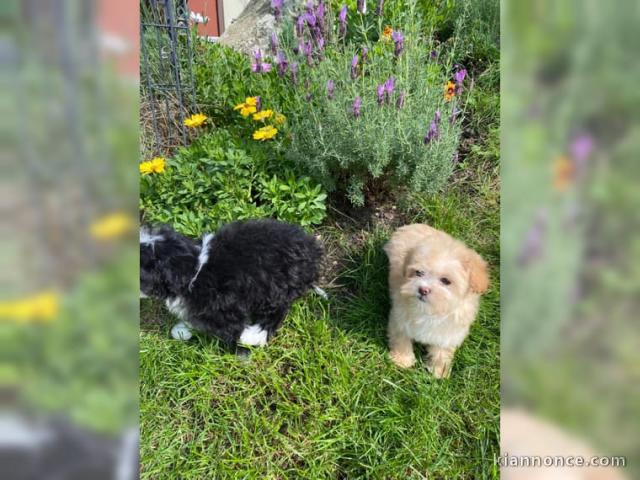 CHIOT DE RACE CAVALIER KING CHARLES