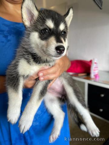 Disponible de suite à l’adoption chiots husky