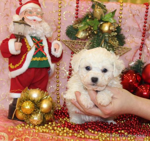 Chiot bichon frisé a donner