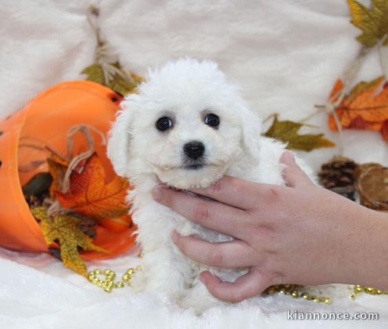 Chiot bichon frisé a donner