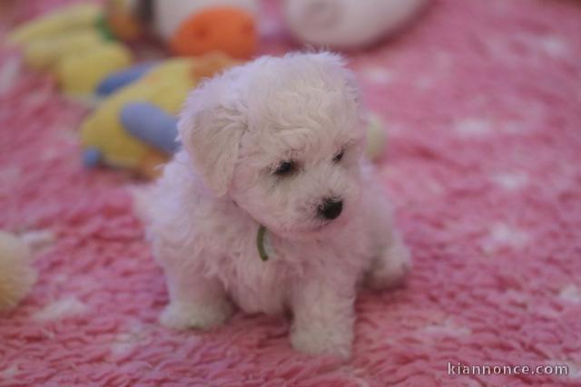 Chiot bichon frisé a donner