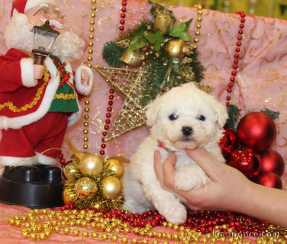 Chiot Bichon frisé à donner