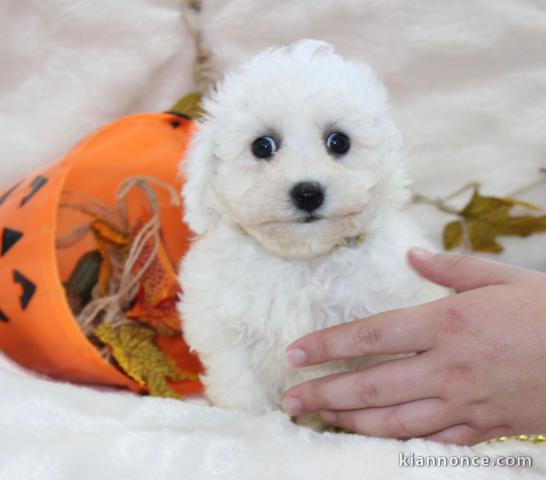 Chiot Bichon frisé à donner