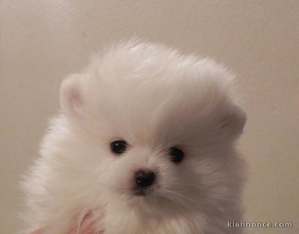 Chiot spitz Allemand nain femelle blanche