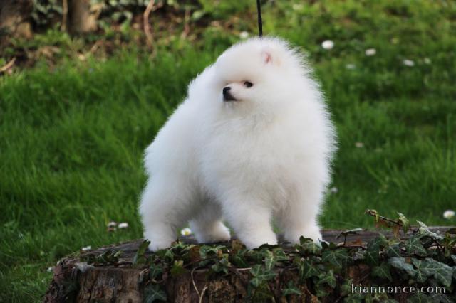 Chiot spitz Allemand nain femelle blanche