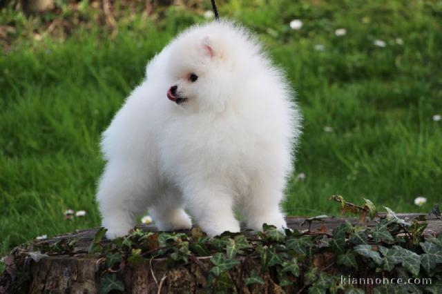 Chiot spitz Allemand nain femelle blanche