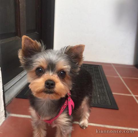 Adorable yorkie puppies for adoption 