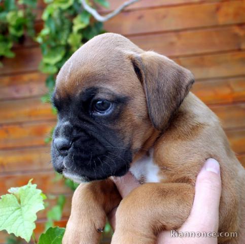 Chiot boxer femelle et mâle