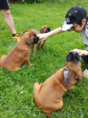 Chiot boxer femelle et mâle