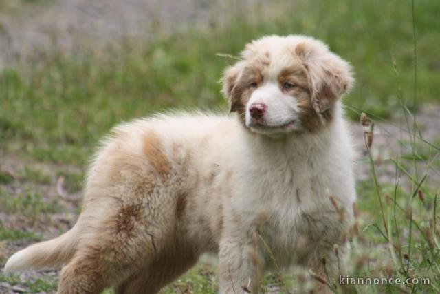 Chiot berger australien femelle non lof