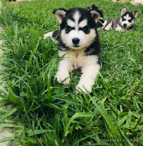 disponible de suite Husky de Sibérie