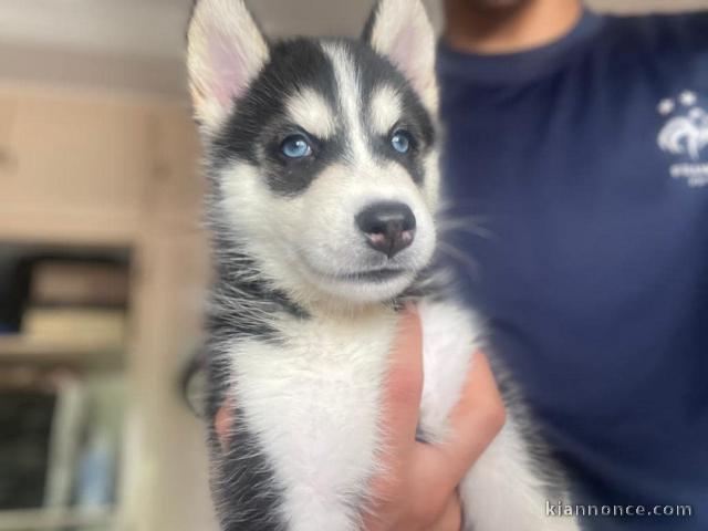 disponible de suite Husky de Sibérie